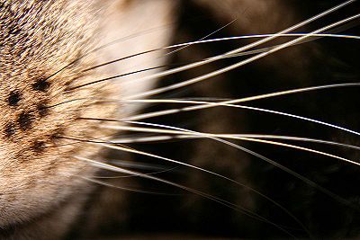 Cat Whiskers.jpg