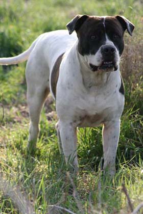 Alapaha Blue Blood Bulldog.jpg