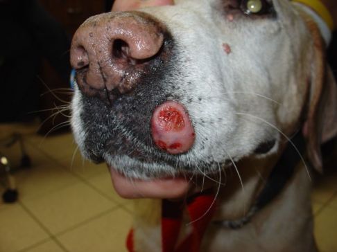 Dog Lip Tumor.jpg