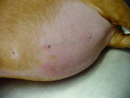 Dog cushings disease.jpg