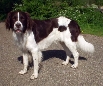 Dutch Partridge Dog.jpg