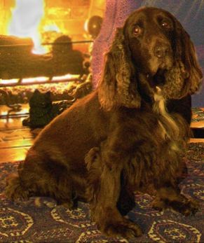 Field spaniel dog.JPG