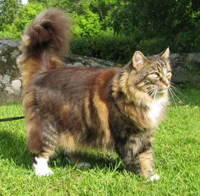 Norwegian forest cat.JPG