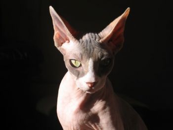 Sphynx Cat.jpg