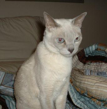 Tonkinese.jpg