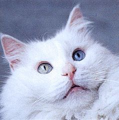 Turkish Angora.jpg