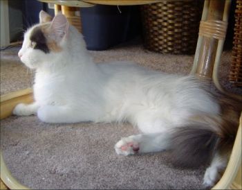 Turkish Van.jpg